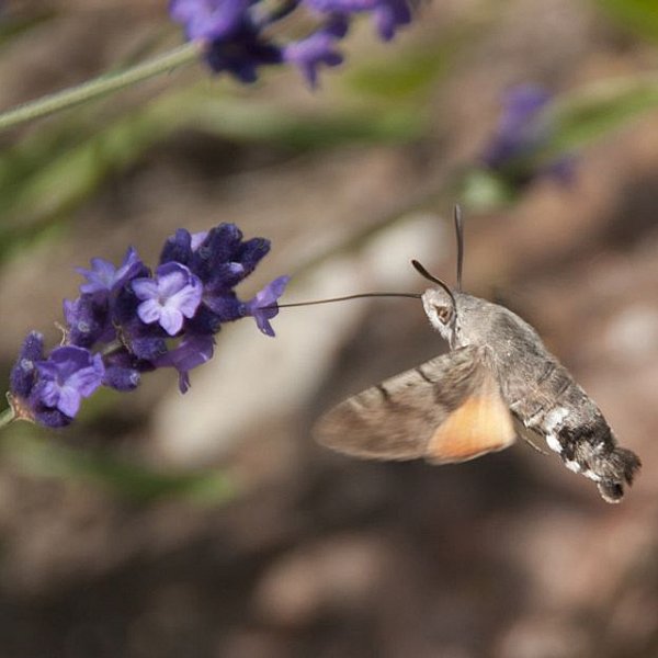 June Wildlife Sightings